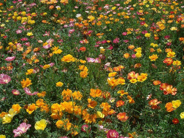 花菱草花語和寓意