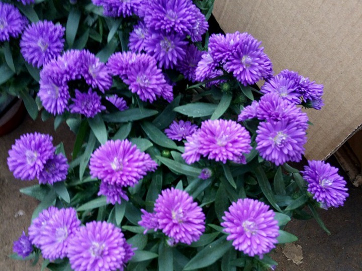 翠菊的花語