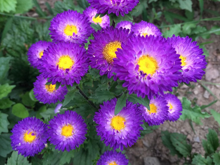 翠菊的花語