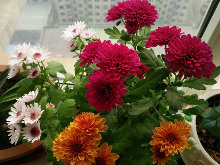 翠菊的花語