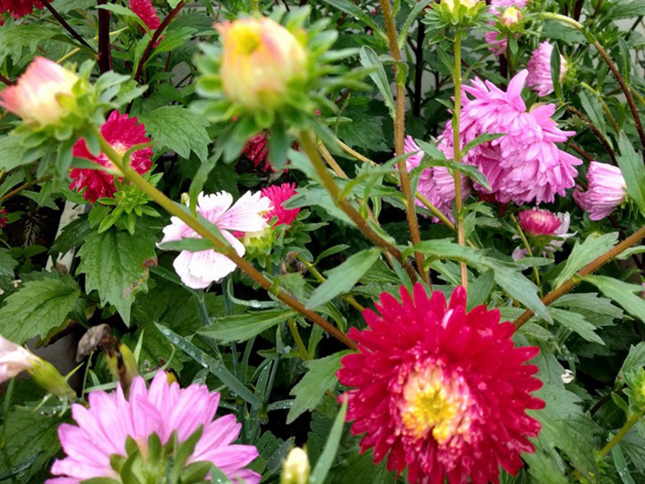 翠菊的花語