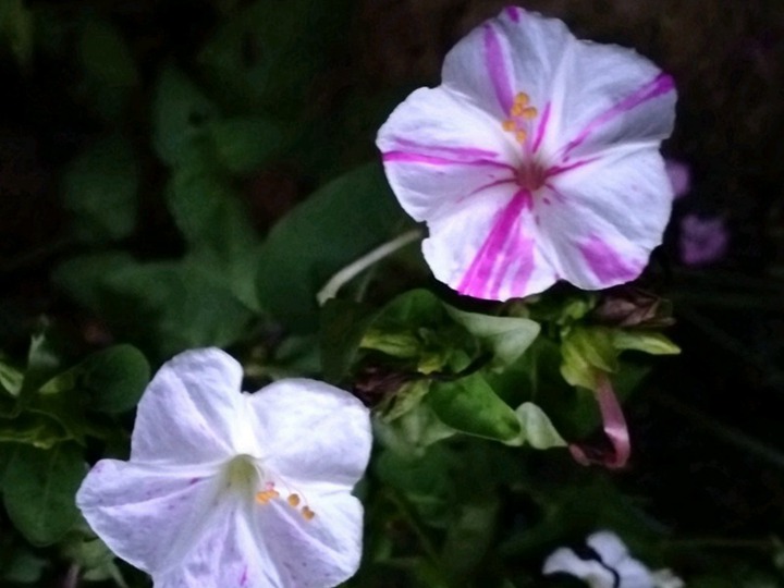 紫茉莉的花語和寓意