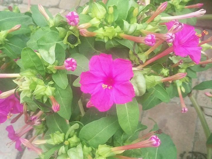 紫茉莉的花語和寓意