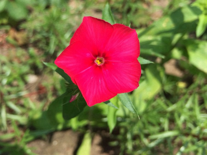 福祿考的花語和寓意