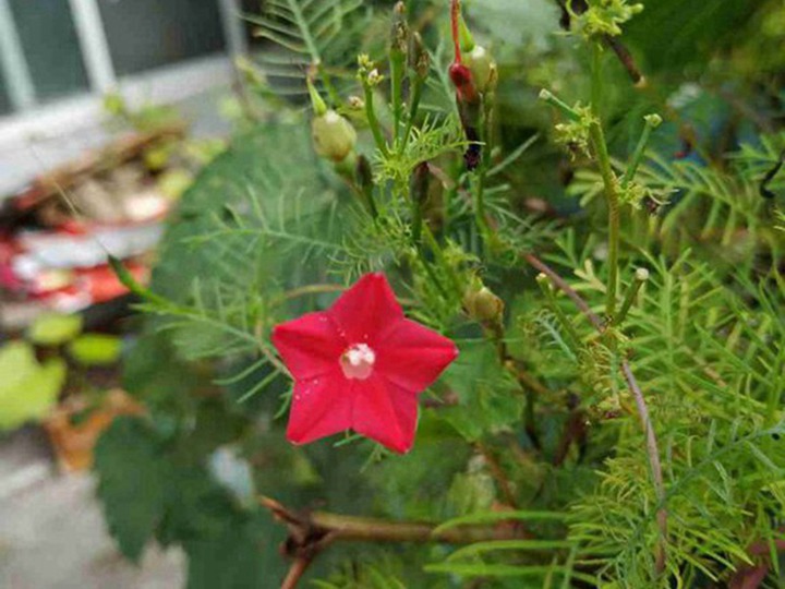 鶯蘿的花語和寓意