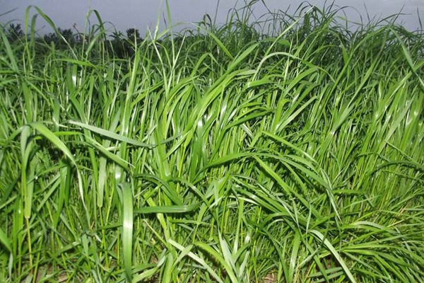 冬牧70黑麥草種子價格