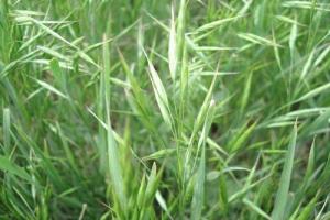 野牛草種子什么季節播種-野牛草種子什么時候播種