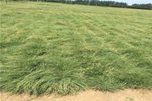 野牛草種植及管理方法介紹