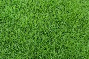 四季青播種后多長時間發芽,發芽效果怎么樣