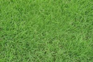 結縷草草坪的優缺點(成本低、效果好)