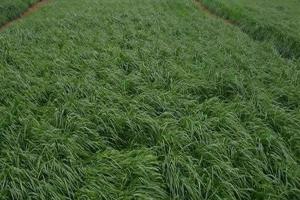 冬牧70黑麥草什么時候播種-冬牧70黑麥草一畝地播種多少斤