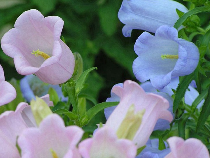風鈴花種子什么時候播種最好