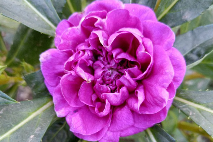 鳳仙花靠什么傳播種子(是靠太陽嗎？)
