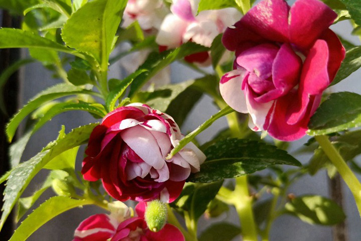 鳳仙花靠什么傳播種子(是靠太陽嗎？)