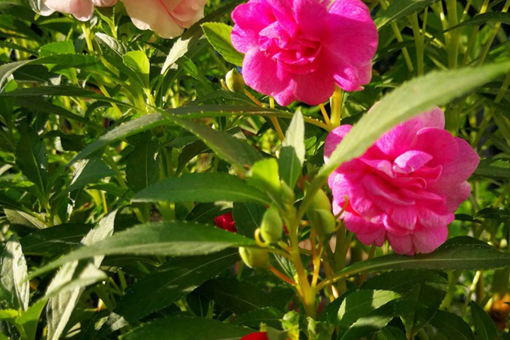 鳳仙花靠什么傳播種子(是靠太陽嗎？)