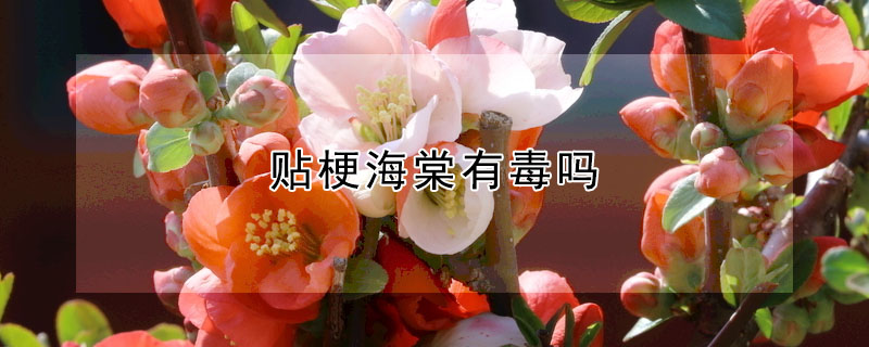 貼梗海棠有刺嗎，有沒有毒？