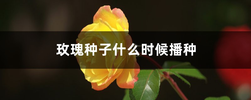 玫瑰花種子幾月播種最好，多久能夠發芽？