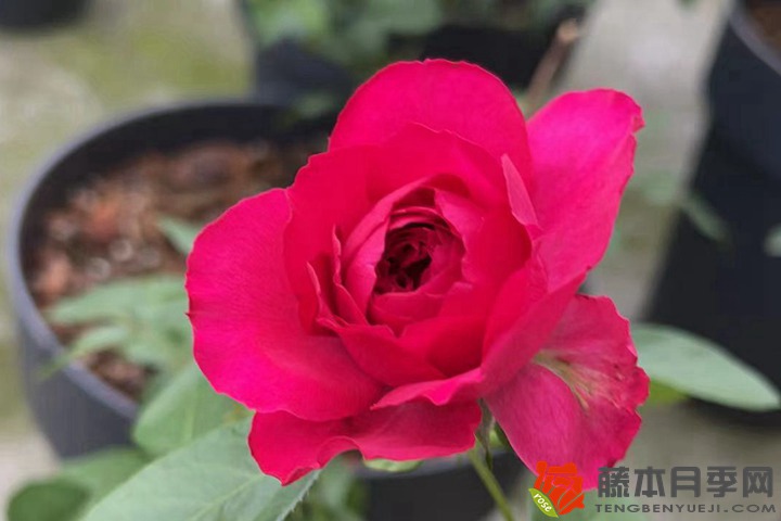 玫瑰花種子幾月播種最好，多久能夠發芽？