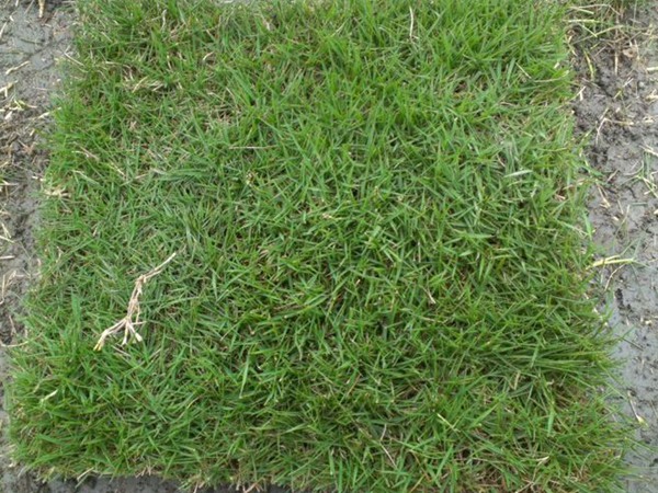 果嶺草種子的種植方法及種植技巧