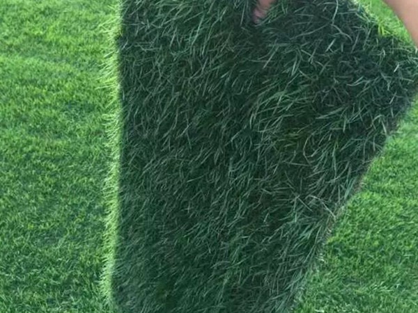 果嶺草種子的種植方法及種植技巧
