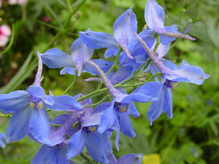 飛燕草的花期以及花語、寓意