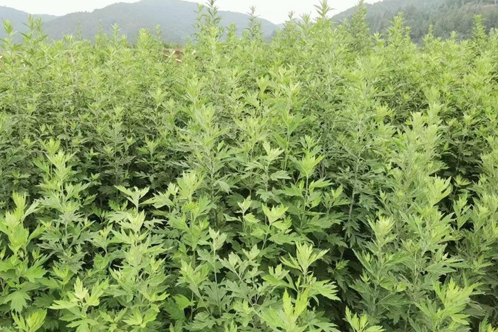 艾草種子什么時候播種最好,播種密度是多少