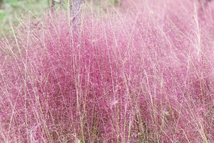 粉黛亂子草花期是幾月，花期能持續多久