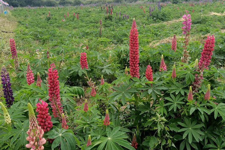 魯冰花種子幾月份播種最好，多久能發芽