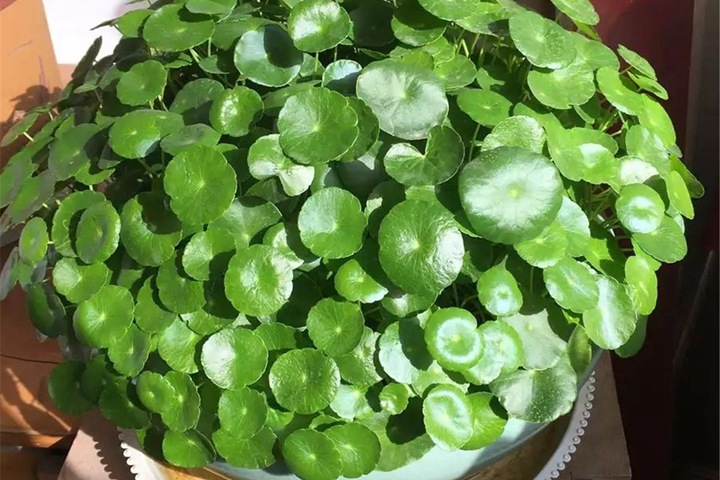 銅錢草