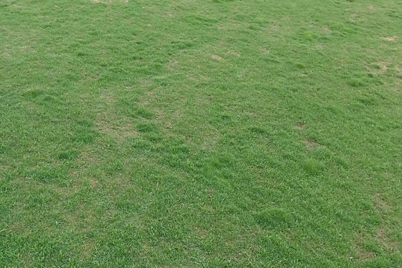 剪股穎草坪的優缺點，適合哪里種植