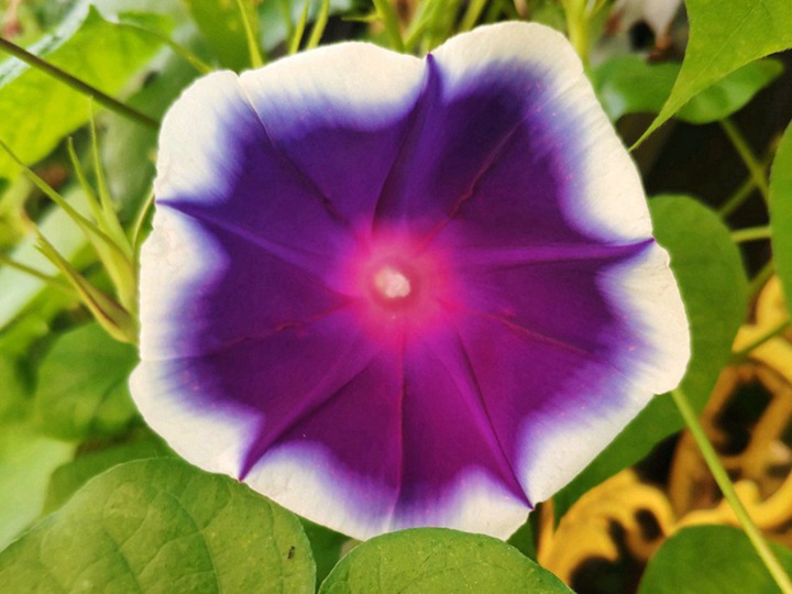 牽牛花