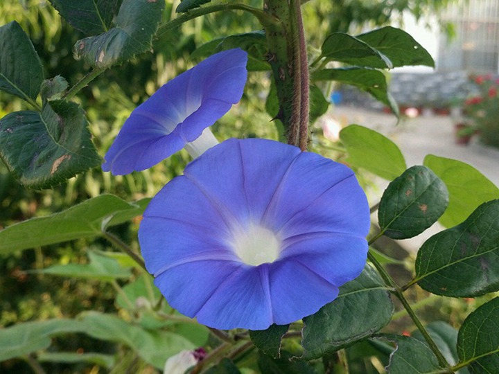 牽牛花