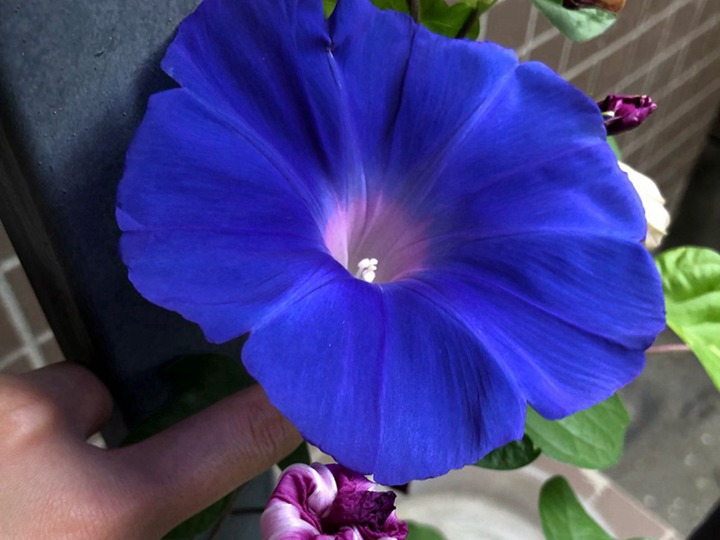 牽牛花
