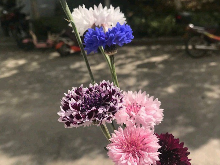 矢車菊什么時候播種，從播種到開花要多久