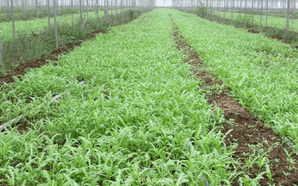 茼蒿什么時間種植比較合適，對溫度有什么要求