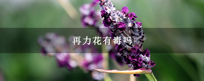 再力花有毒性嗎，可不可以食用