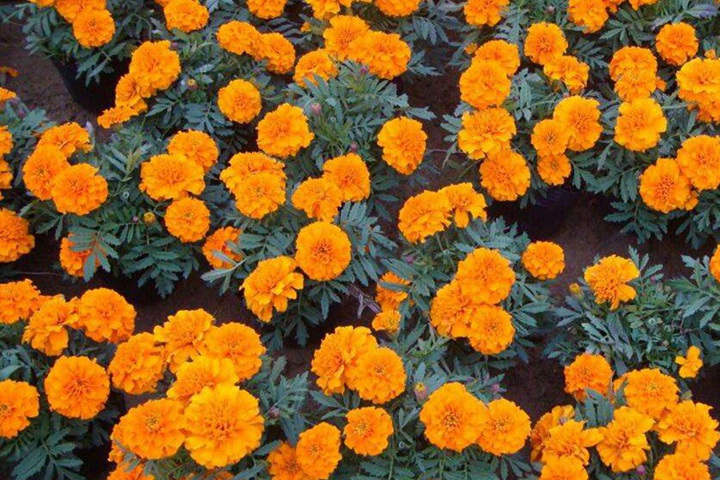 夏季播種的草花有哪些(夏季播種注意事項)