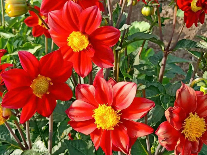 小麗花的花語和寓意