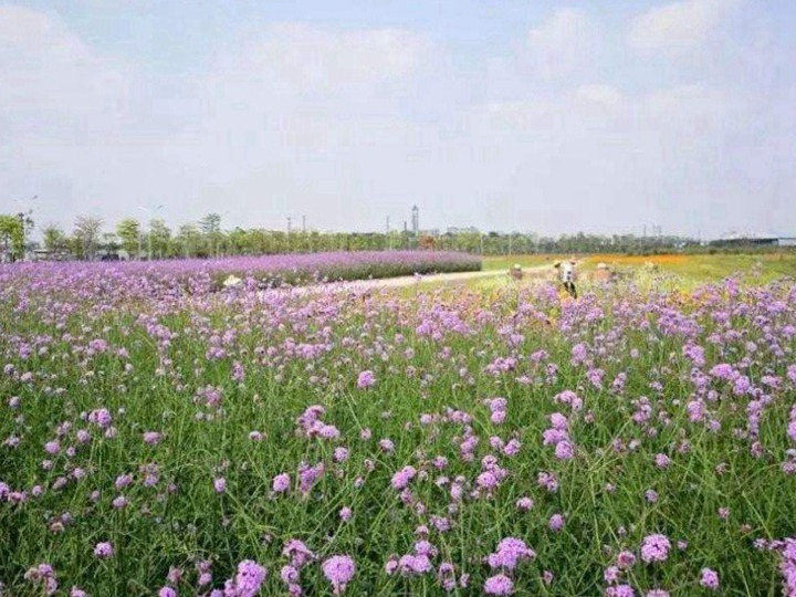 柳葉馬鞭草的種植方法，如何露地越冬