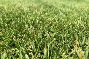 中華結縷草和日本結縷草的區別(一看就懂)