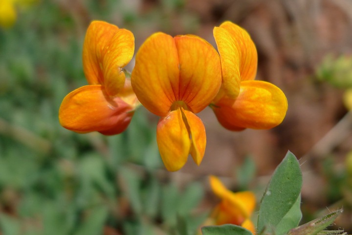 百脈根種子多久發芽，發芽率有多高