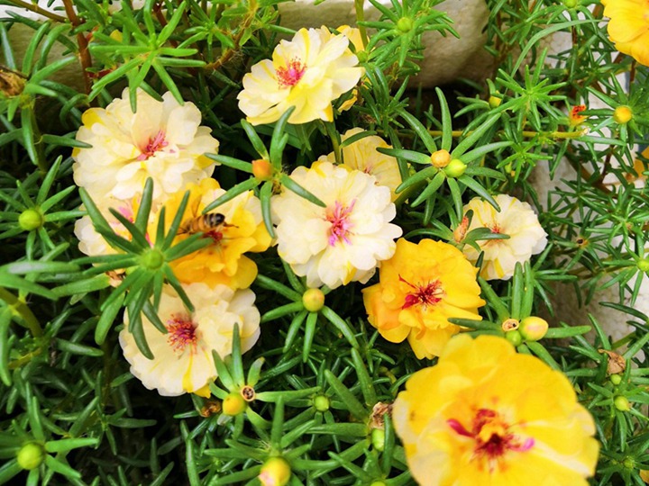 太陽花種子播種季節和種植方法