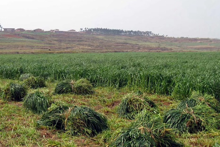 冬牧70黑麥草種植方法