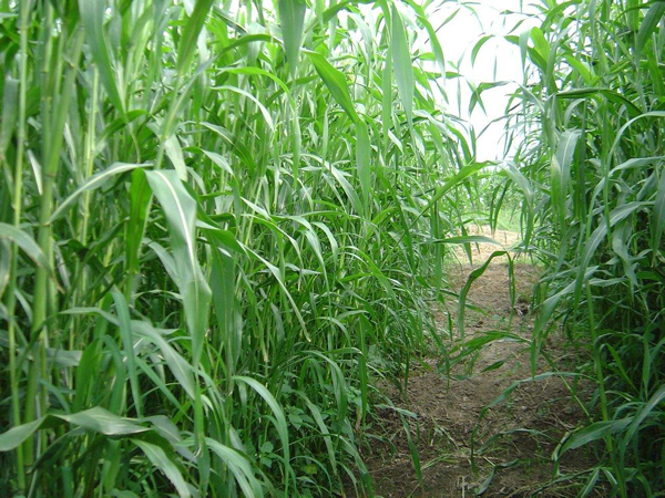 高丹草適合在東北種植嗎