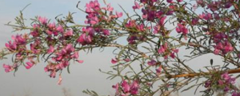 花棒的花語是什么，有什么寓意