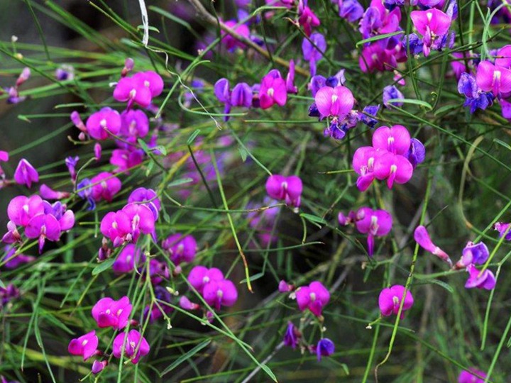 花棒什么時候開花