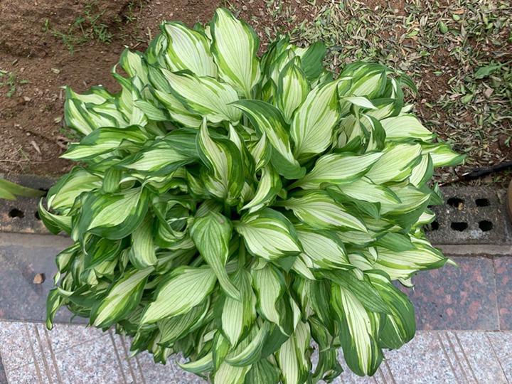 玉簪種子怎么播種，多久發芽
