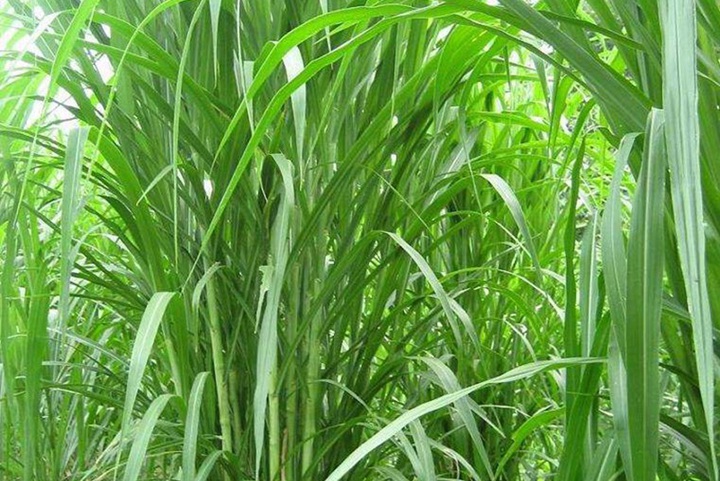 皇竹草施什么肥效果好(詳細種植方法在此)
