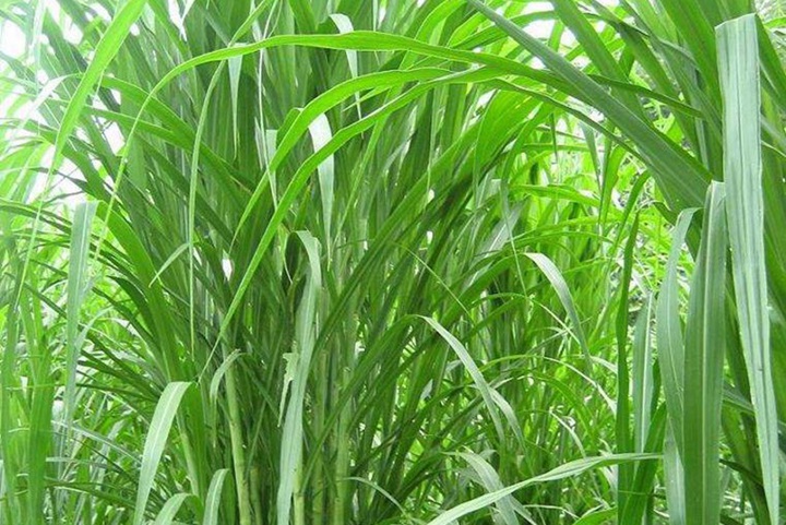 甜象草產量高還是皇竹草產量高（如何選擇）