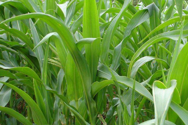 墨西哥玉米草種子多少錢一斤 墨西哥玉米草種子一斤多少錢